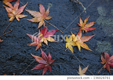 Wet autumn leaves fallen on the stone Wet autumn leaves fallen on the stone 136028781