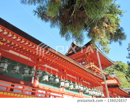 Kasuga Taisha Shrine on a clear day: The inner gate and the large cedar tree Kasuga Taisha Shrine on a clear day: The inner gate and the large cedar tree 136028837
