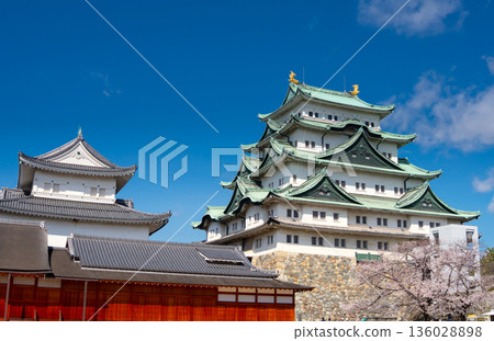 Nagoya castle and cherry blossoms in full bloom Nagoya castle and cherry blossoms in full bloom 136028898