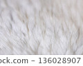 Close-up of fluffy white fur 08 136028907