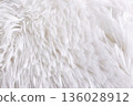 Close-up of fluffy white fur 12 136028912