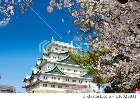 名古屋城堡和櫻花盛開 名古屋城堡和櫻花盛開 136028931
