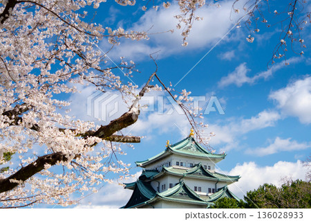 Nagoya castle and cherry blossoms in full bloom Nagoya castle and cherry blossoms in full bloom 136028933