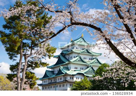 名古屋城堡和櫻花盛開 136028934