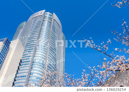 Cherry blossoms in full bloom on Sakurazaka in Roppongi, Tokyo Cherry blossoms in full bloom on Sakurazaka in Roppongi, Tokyo 136029254