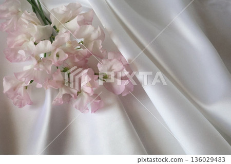 Pink sweet pea Pink sweet pea 136029483