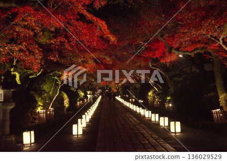 鮮紅的秋葉 鮮紅的秋葉 136029529