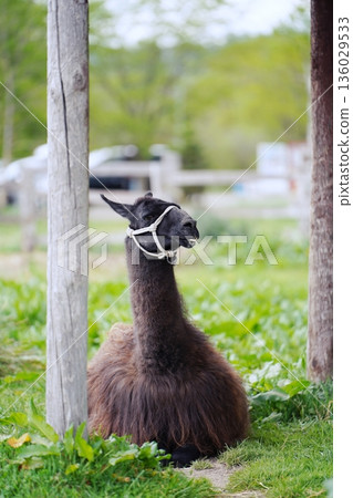 千代田農場：親密牧場的風景（北海道美瑛） 136029533