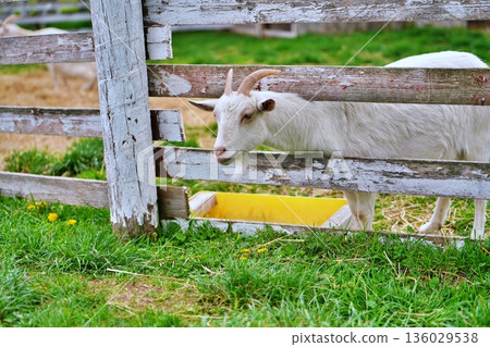 千代田農場:親密牧場的風景(北海道美瑛) 千代田農場:親密牧場的風景(北海道美瑛) 136029538