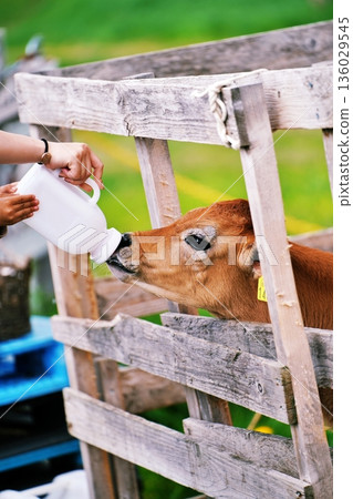 Farms Chiyoda: Scenery from the Fureai Ranch (Biei, Hokkaido) Farms Chiyoda: Scenery from the Fureai Ranch (Biei, Hokkaido) 136029545