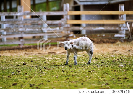Farms Chiyoda: Scenery from the Fureai Ranch (Biei, Hokkaido) Farms Chiyoda: Scenery from the Fureai Ranch (Biei, Hokkaido) 136029546