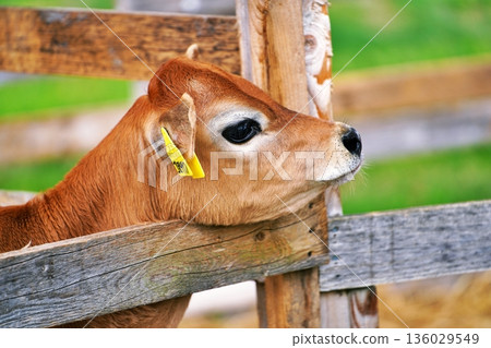 千代田農場：親密牧場的風景（北海道美瑛） 136029549