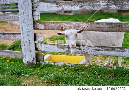 千代田農場：親密牧場的風景（北海道美瑛） 136029552