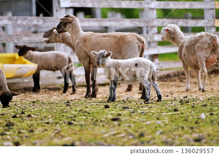 Farms Chiyoda: Scenery from the Fureai Ranch (Biei, Hokkaido) Farms Chiyoda: Scenery from the Fureai Ranch (Biei, Hokkaido) 136029557