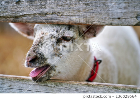 千代田農場：親密牧場的風景（北海道美瑛） 136029564