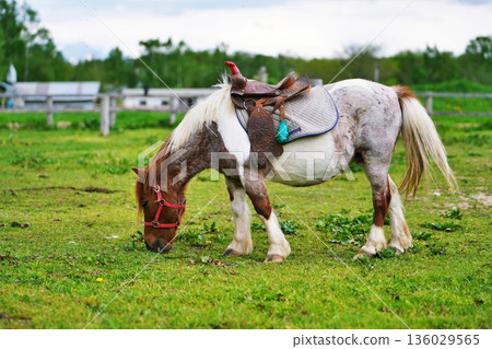 千代田農場 - 親密牧場的風景 136029565
