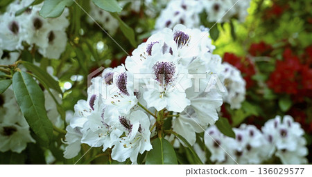 Blooming flowers in a garden during spring season showcasing diverse colors and shapes Blooming flowers in a garden during spring season showcasing diverse colors and shapes 136029577