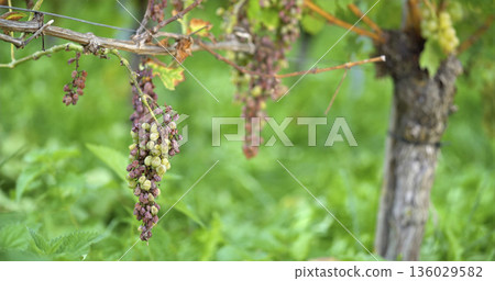 Grapes grow on the vine in a vineyard during late summer in a green landscape under clear skies Grapes grow on the vine in a vineyard during late summer in a green landscape under clear skies 136029582