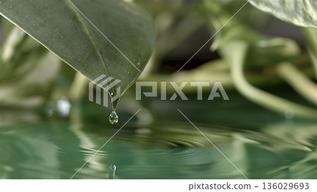 Water droplet hangs from a leaf above water surface in a close-up view during the day Water droplet hangs from a leaf above water surface in a close-up view during the day 136029693