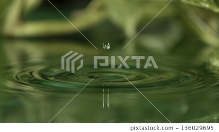 Water droplet creates ripples in a calm pool, surrounded by green leaves during daytime Water droplet creates ripples in a calm pool, surrounded by green leaves during daytime 136029695
