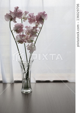 粉紅甜豌豆 136029706