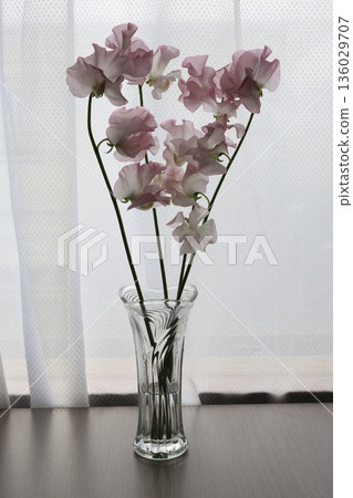 粉紅甜豌豆 136029707