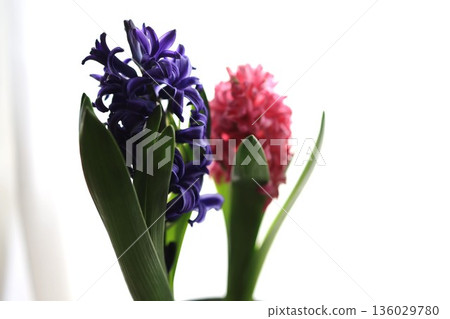 Pink and purple hyacinths 136029780
