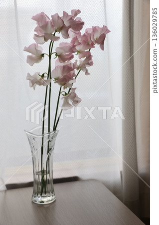 粉紅甜豌豆 136029785