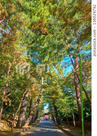 Autumn view of the pine trees lining the approach to Gotokuji Temple in Setagaya Ward, Tokyo, and the temple gate, seen from Shiroyama Street 136029792
