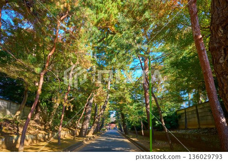 Autumn view of the pine trees lining the approach to Gotokuji Temple in Setagaya Ward, Tokyo, and the temple gate, seen from Shiroyama Street Autumn view of the pine trees lining the approach to Gotokuji Temple in Setagaya Ward, Tokyo, and the temple gate, seen from Shiroyama Street 136029793