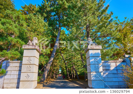 Autumn view of the pine trees lining the approach to Gotokuji Temple in Setagaya Ward, Tokyo, and the temple gate, seen from Shiroyama Street Autumn view of the pine trees lining the approach to Gotokuji Temple in Setagaya Ward, Tokyo, and the temple gate, seen from Shiroyama Street 136029794