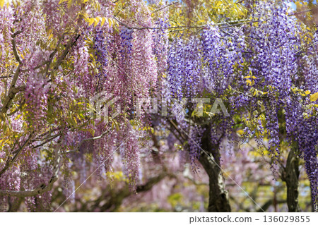 Purple wisteria flowers blooming in spring Purple wisteria flowers blooming in spring 136029855