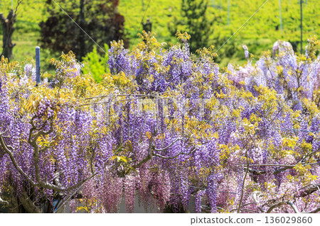 Purple wisteria flowers blooming in spring Purple wisteria flowers blooming in spring 136029860