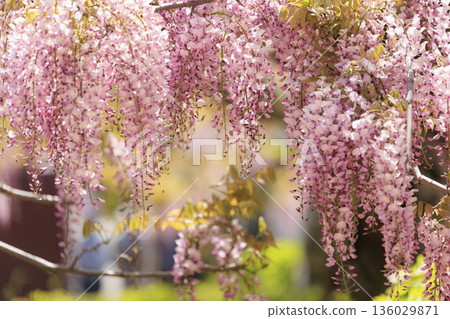 Purple wisteria flowers blooming in spring Purple wisteria flowers blooming in spring 136029871