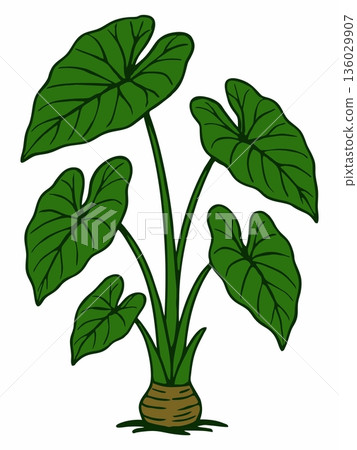 Illustration of taro plant (Colocasia esculenta) 136029907