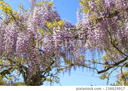 春天盛開的紫色紫藤花 春天盛開的紫色紫藤花 136029917