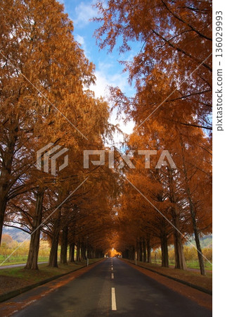 Metasequoia tree lined with autumn leaves Metasequoia tree lined with autumn leaves 136029993