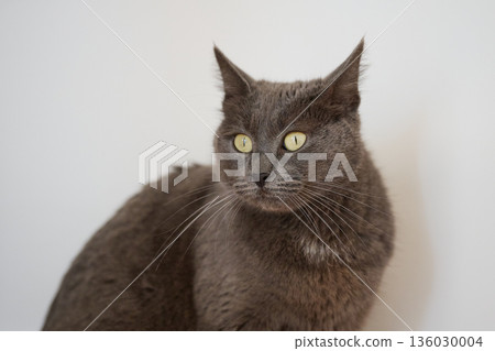 A stunning domestic shorthair gray cat vibrant yellow eyes A stunning domestic shorthair gray cat vibrant yellow eyes 136030004