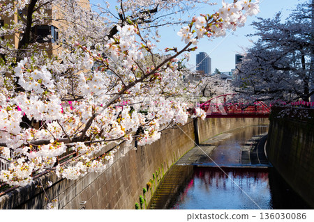 Cherry blossom trees blooming along the Meguro River in Tokyo 136030086