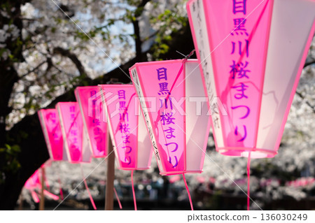 東京目黑川沿岸櫻花盛開 136030249