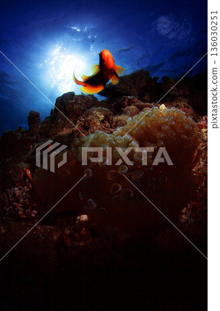 海葵和海葵 136030251