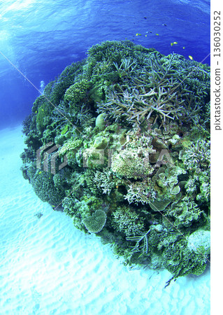 珊瑚礁 136030252