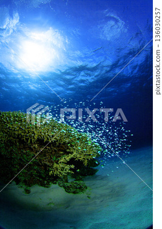 Coral reef Coral reef 136030257