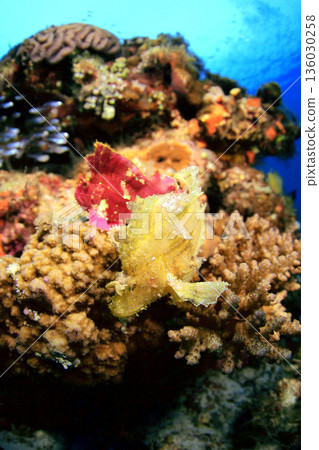 Hadaka Haokoze 136030258