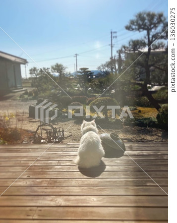 Cat on the wood deck Cat on the wood deck 136030275
