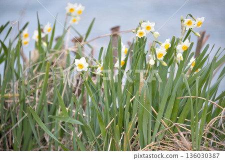 my walking path 136030387