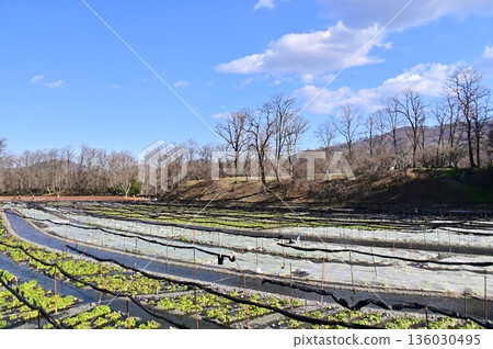 大王芥末農場北田的冬季景色 大王芥末農場北田的冬季景色 136030495