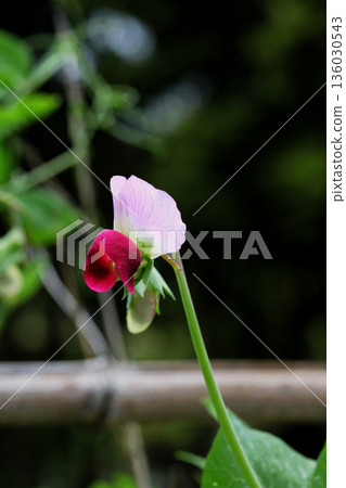 Pea flowers Pea flowers 136030543