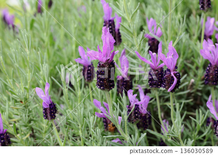 French Lavender French Lavender 136030589