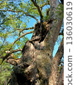 Big tree  136030619